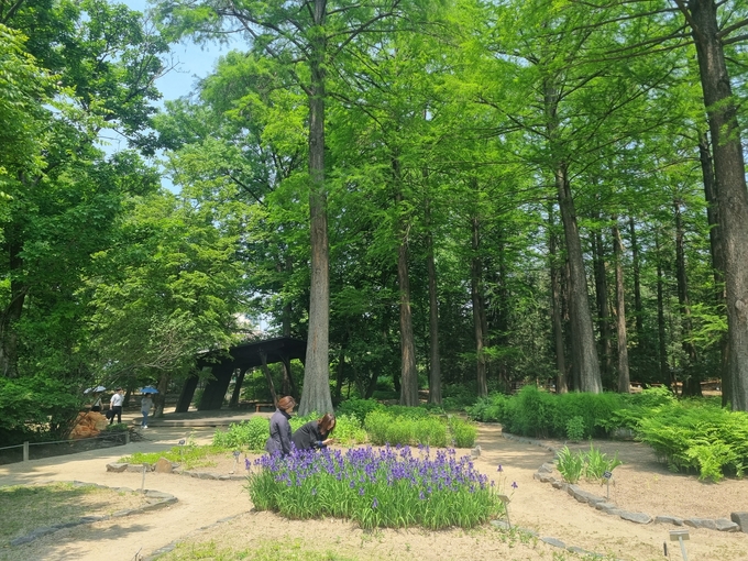 출처=산림청