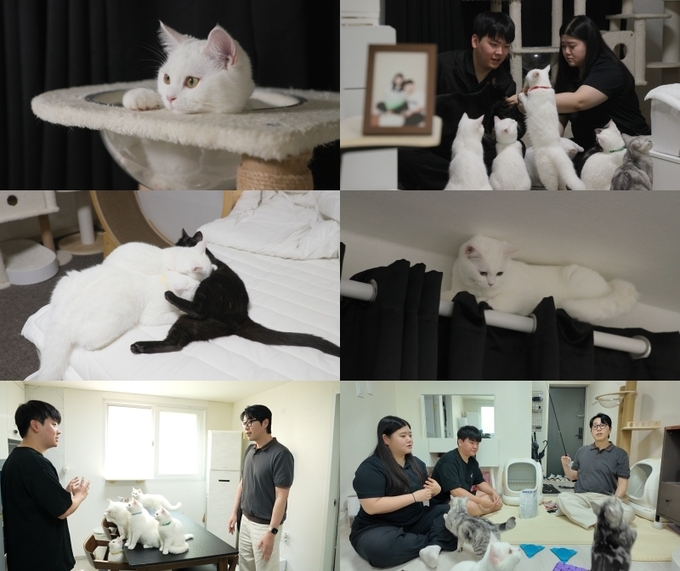 EBS ‘고양이를 부탁해’ 스틸