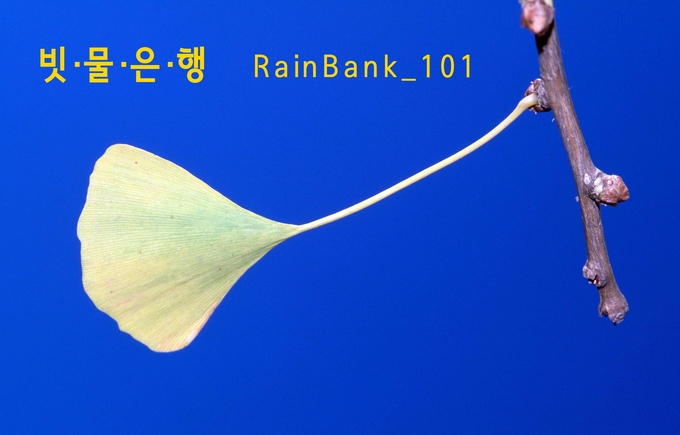 빗물을 자산으로 취급하는 빗물은행 ‘RainBank_101’이 설립됐다